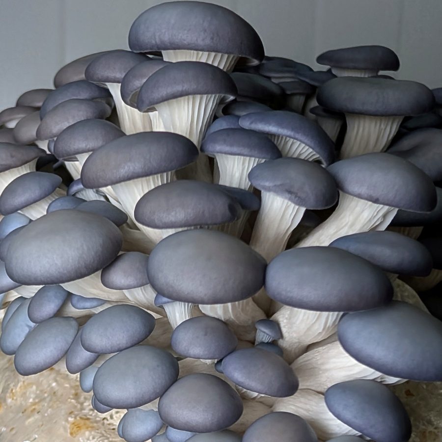 פטריית צדף כחולה / Blue Oyster