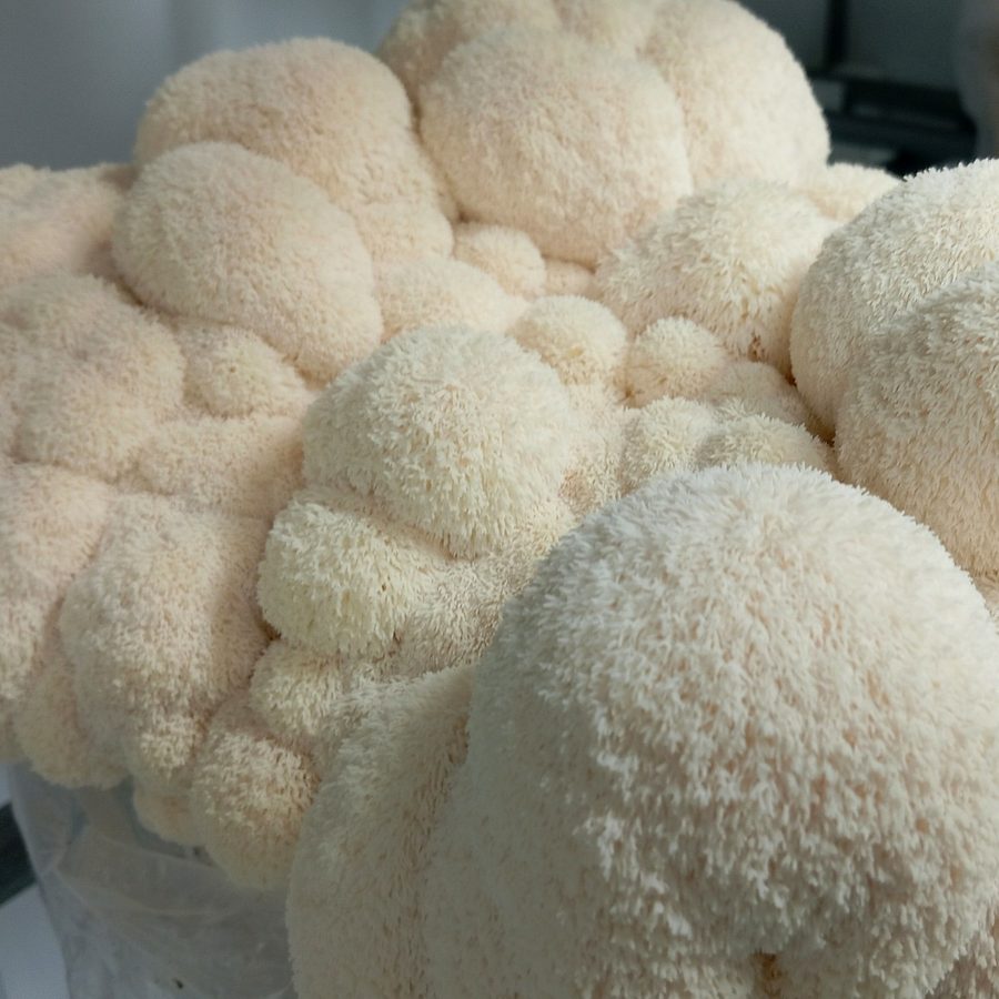 פטריית רעמת האריה / Lion&rsquo;s Mane