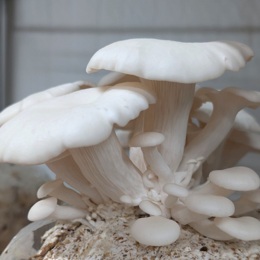 פטריית צדף לבנה / White Oyster