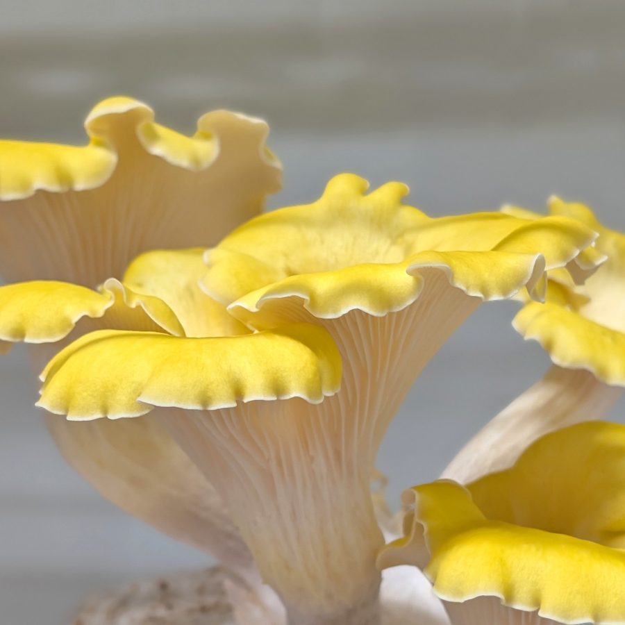 פטריית צדף צהובה / Golden Oyster
